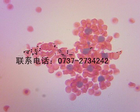 e玫瑰花環062